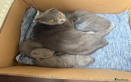 Scottish Fold cats for sale: Scottish fold - Image 13