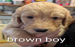 Goldendoodle dogs for sale: Beautiful golden puppies - Image 5