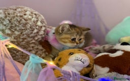 British Shorthair cats for sale: BSH champion lines - Image 5