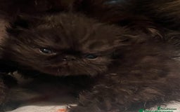 Persian cats for sale: Gorgeous Persians gccf registered pkd neg   - Image 30