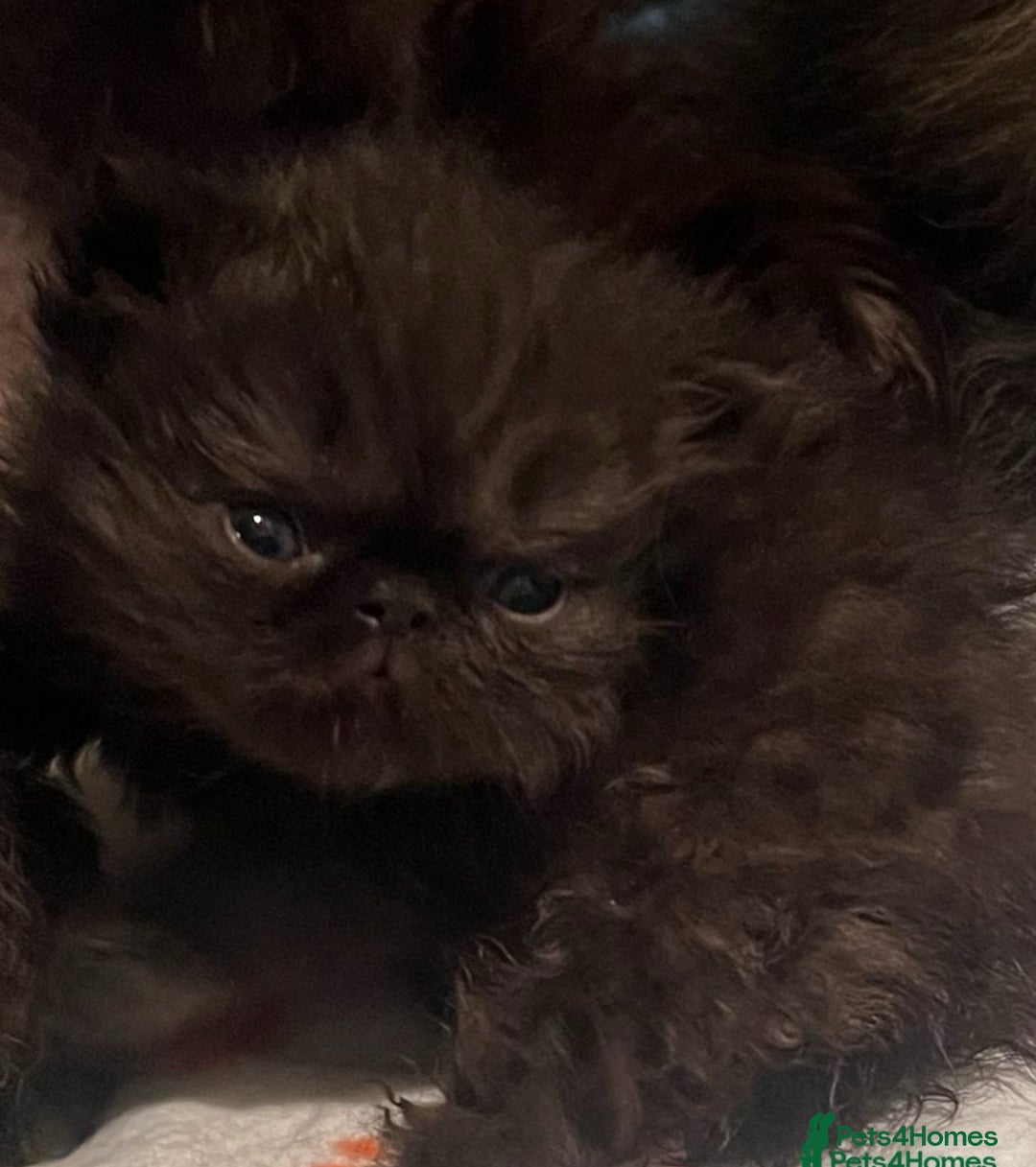 Persian cats for sale: Gorgeous Persians gccf registered pkd neg   - Image 30