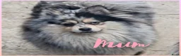 Pomeranian dogs for sale: 3 KC POMERANIAN’S AVAILABLE  in Sheffield - Advert 6