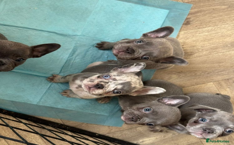 French Bulldog dogs - Advert 12