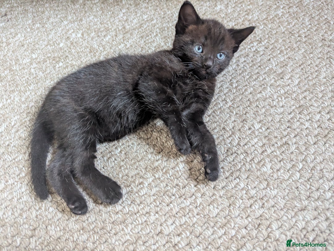 Mixed Breed cats for sale: Beautiful boy kittens - Image 11