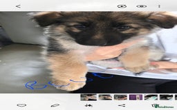 German Shepherd dogs for sale: German shepherd pups - Image 5