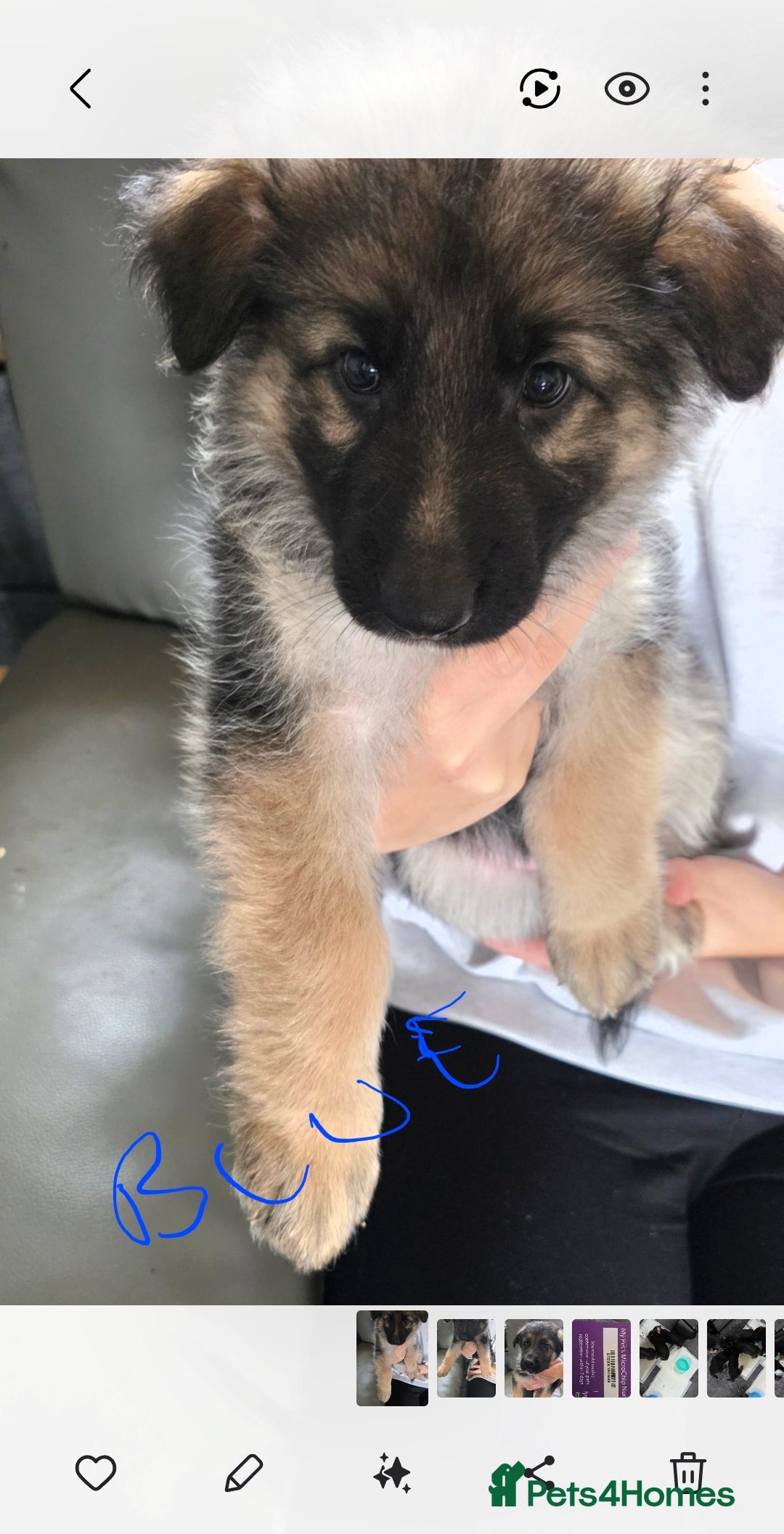 German Shepherd dogs for sale: German shepherd pups - Image 5