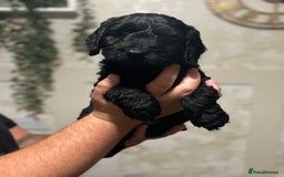 Cockapoo dogs for sale: OUTSTANDING F1B COCKAPOOS ❤️READY NOW 🏠 - Image 7