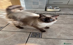 Ragdoll cats for sale: Pure breed Female seal point ragdoll kitten - Image 7