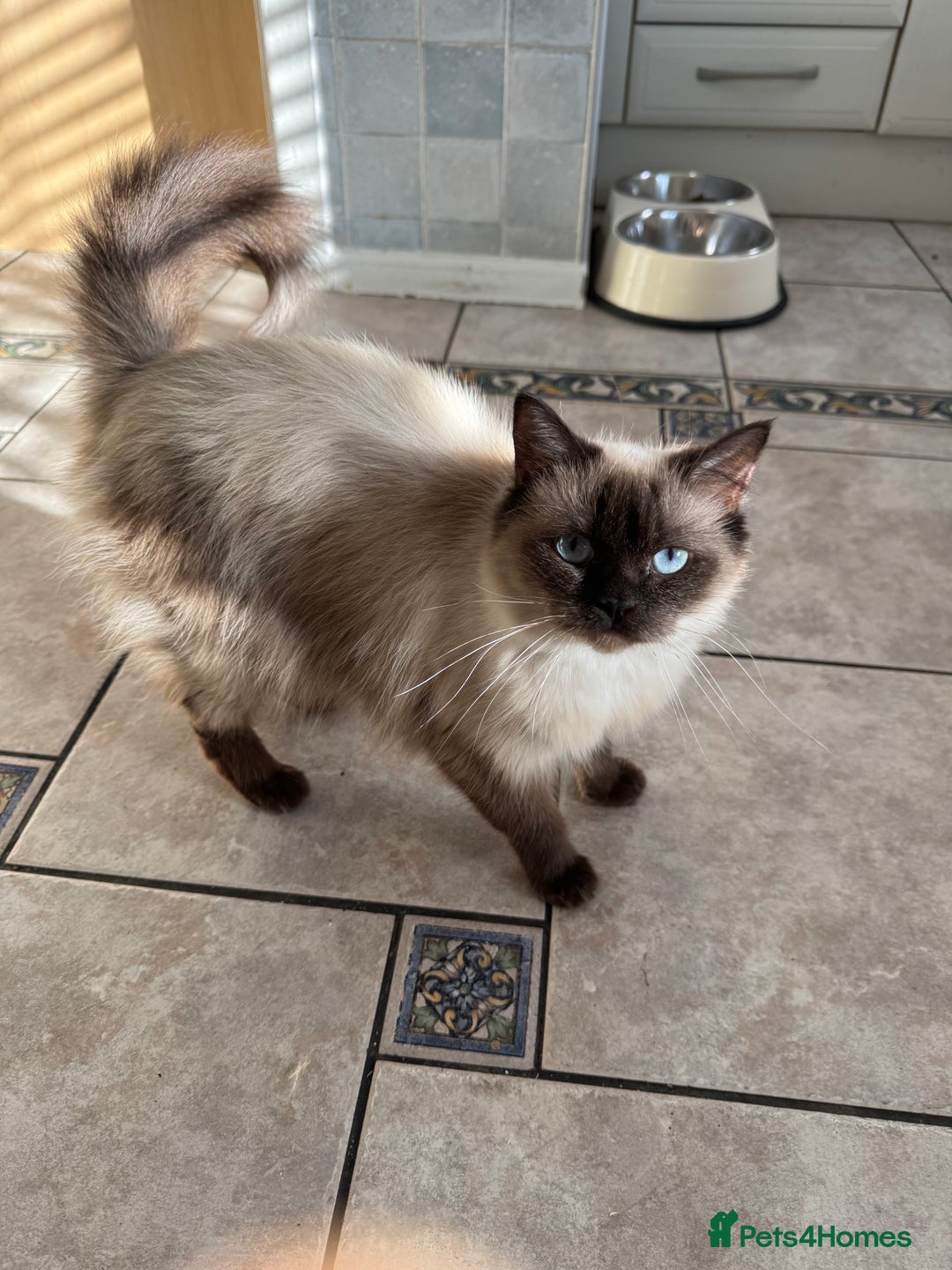 Ragdoll cats for sale: Pure breed Female seal point ragdoll kitten - Image 7