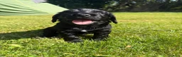 Cocker Spaniel dogs for sale: Scottish Working Cocker Spaniels  - Advert 4