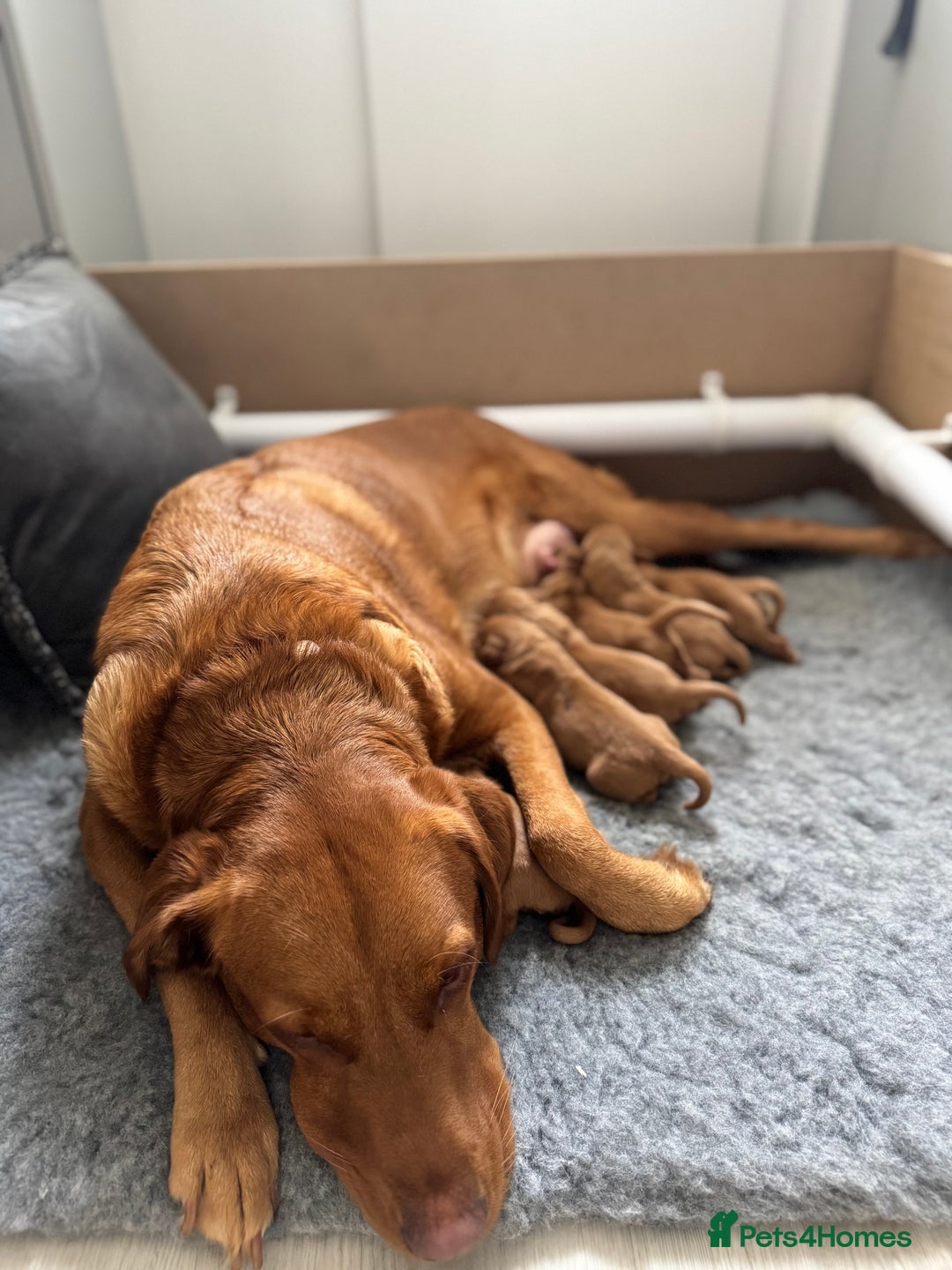 Labrador Retriever dogs for sale: Labrador puppies  - Advert 8