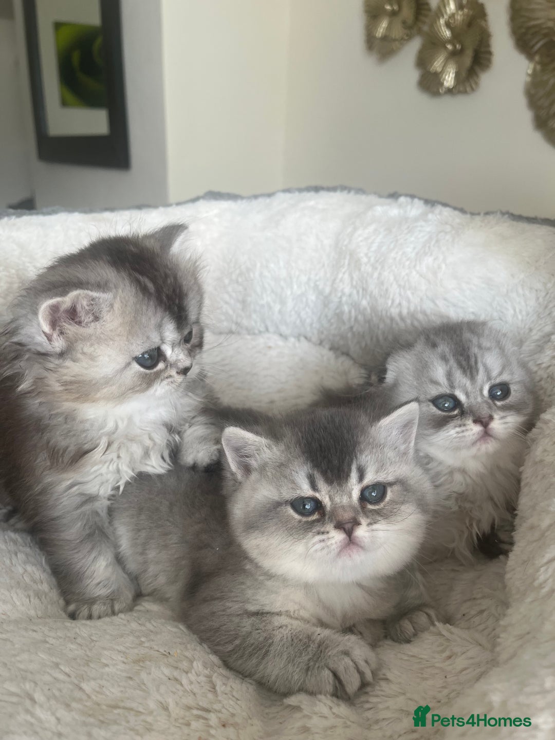 Scottish Fold cats for sale: Adorable Scottish Fold Kittens  - Advert 10