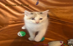 Ragdoll cats for sale: Adorable pure Ragdoll kittens boys and girls - Image 18