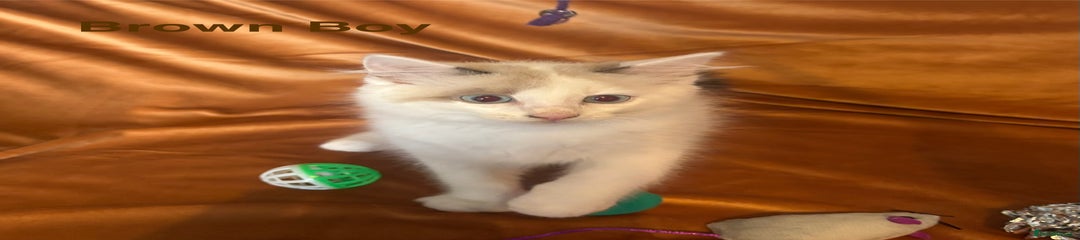 Ragdoll Kitten 5