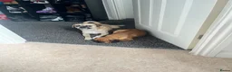 Mixed Breed dogs for sale: Pug cross puppies - Advert 10