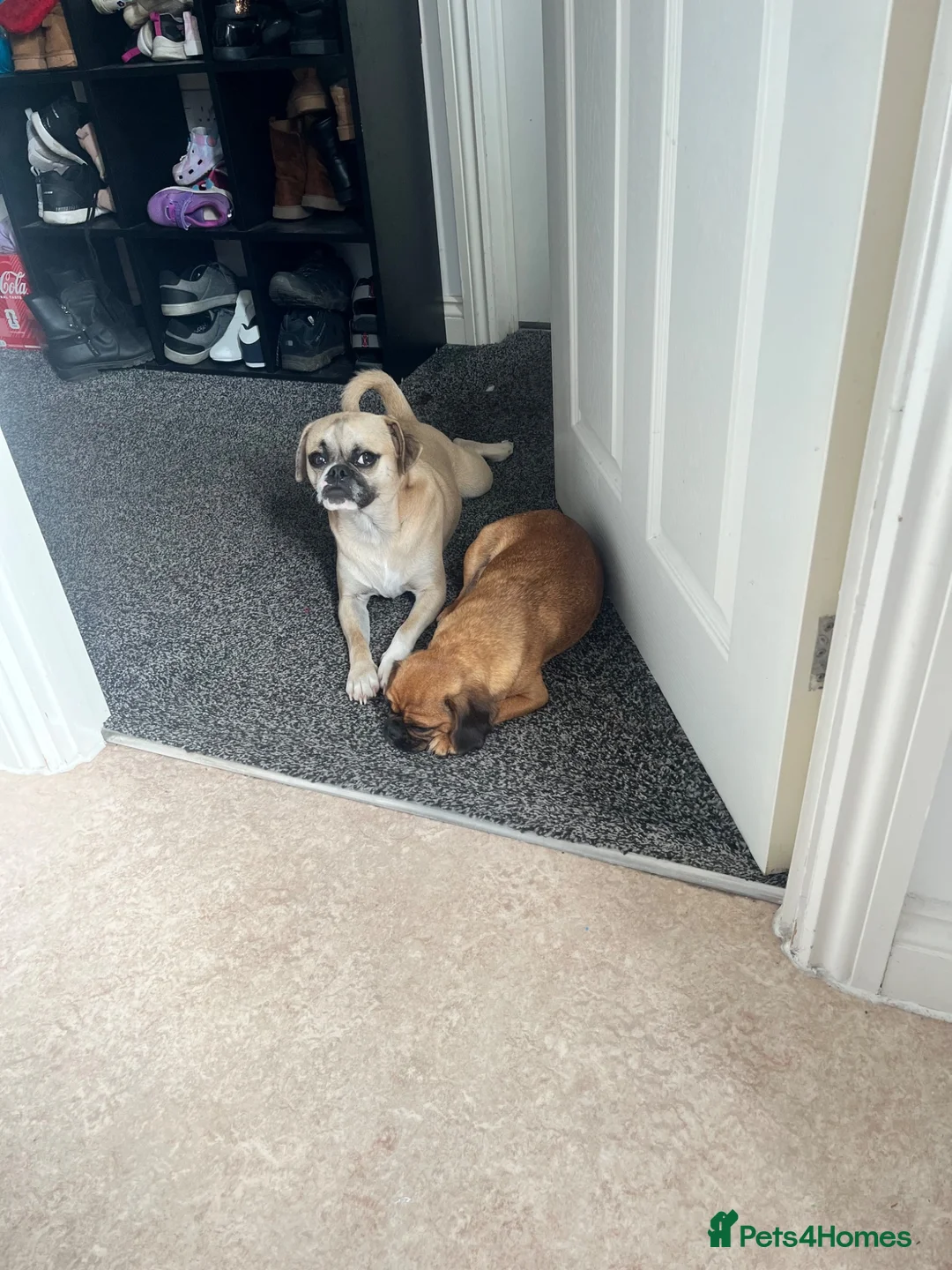 Mixed Breed dogs for sale: Pug cross puppies - Advert 10