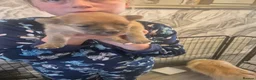 Pomeranian dogs for sale: Beautiful Pomeranian Puppy Available Now - Advert 15