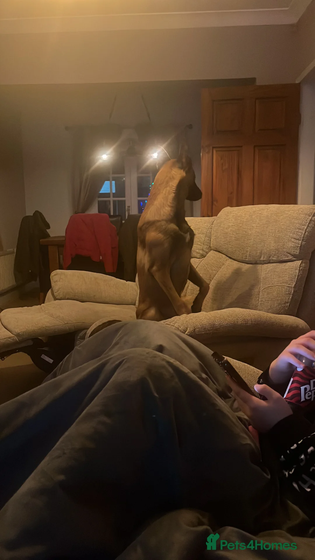 Belgian Shepherd Dog dogs for sale: Ziggy  - Advert 2