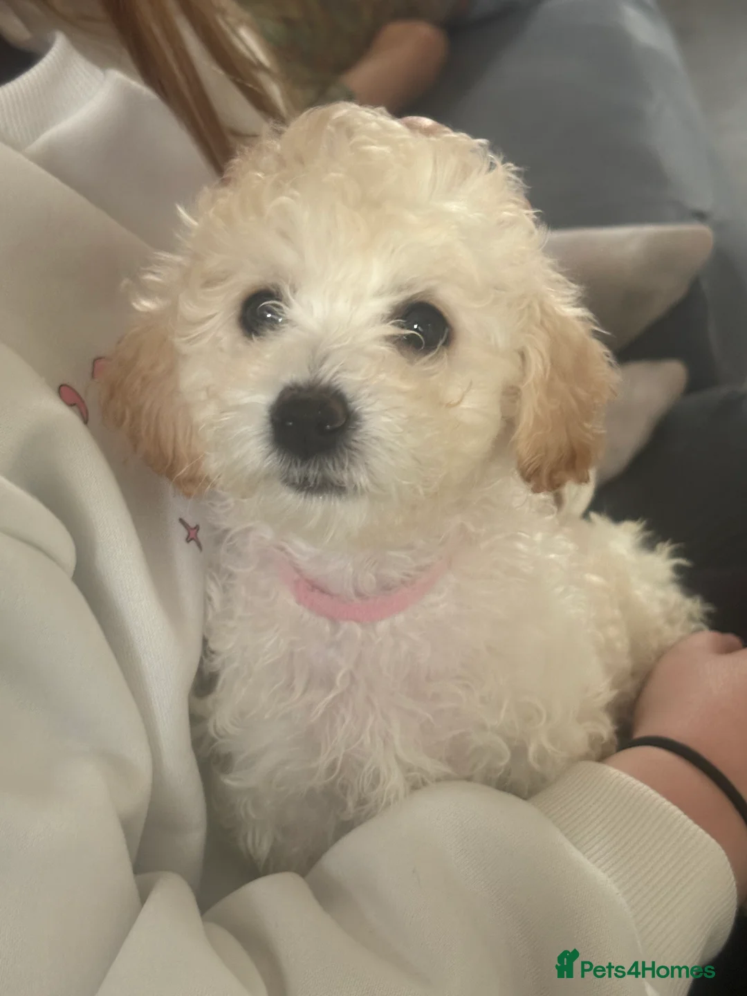 Cavapoochon dogs for sale: *REDUCED*LAST BABY GIRLS LEFT READY TO LEAVE NOW  - Advert 4
