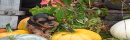 Cockapoo dogs for sale: Stunning F2 Cockapoos - Advert 5