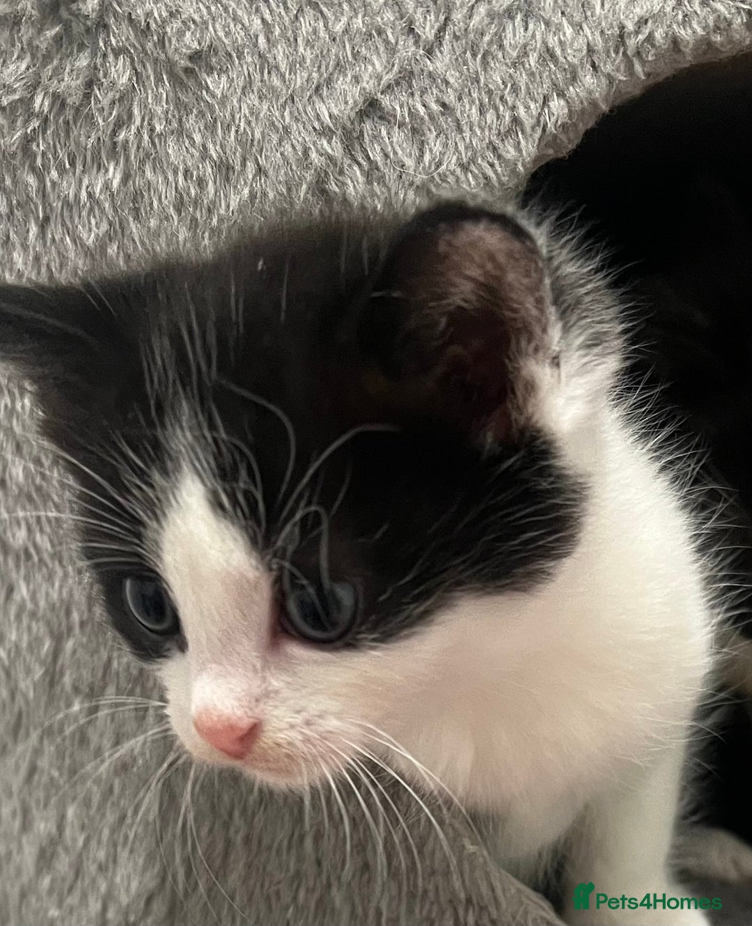 Mixed Breed cats for sale: A Surprise Litter. Dot’s first and last!  - Advert 5