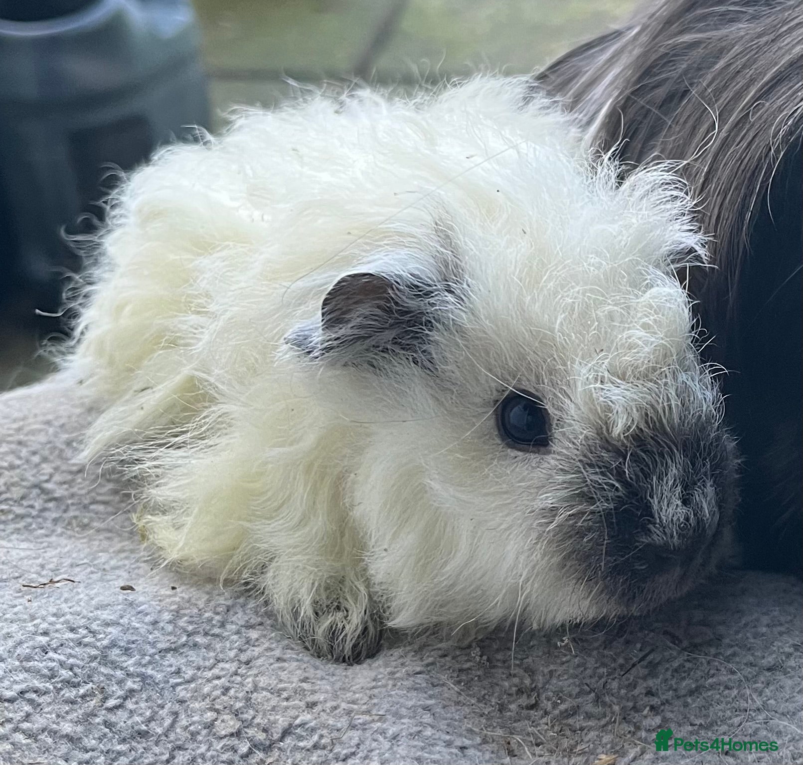 Guinea Pig rodents Rare pure bred Texel guinea pigs. - Advert 6