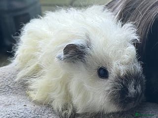 Guinea Pig rodents Rare pure bred Texel guinea pigs. - Advert 6