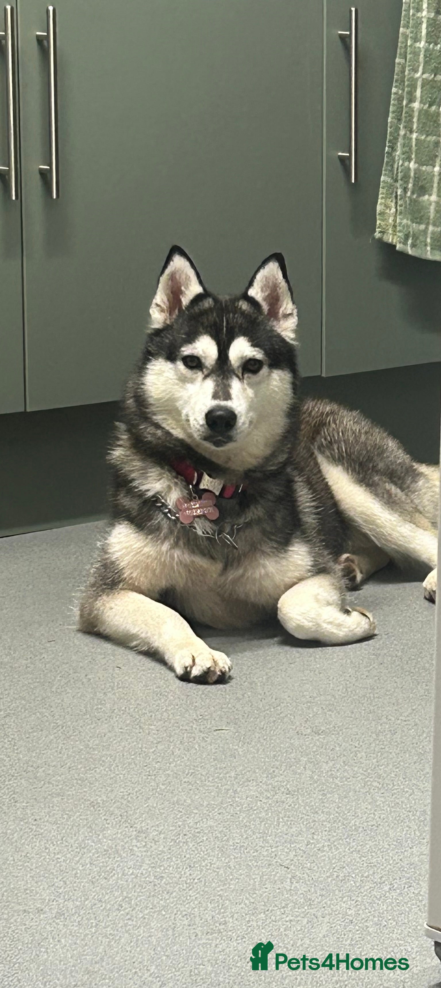 Siberian Husky dogs 2 beautiful puppy’s  - Advert 1