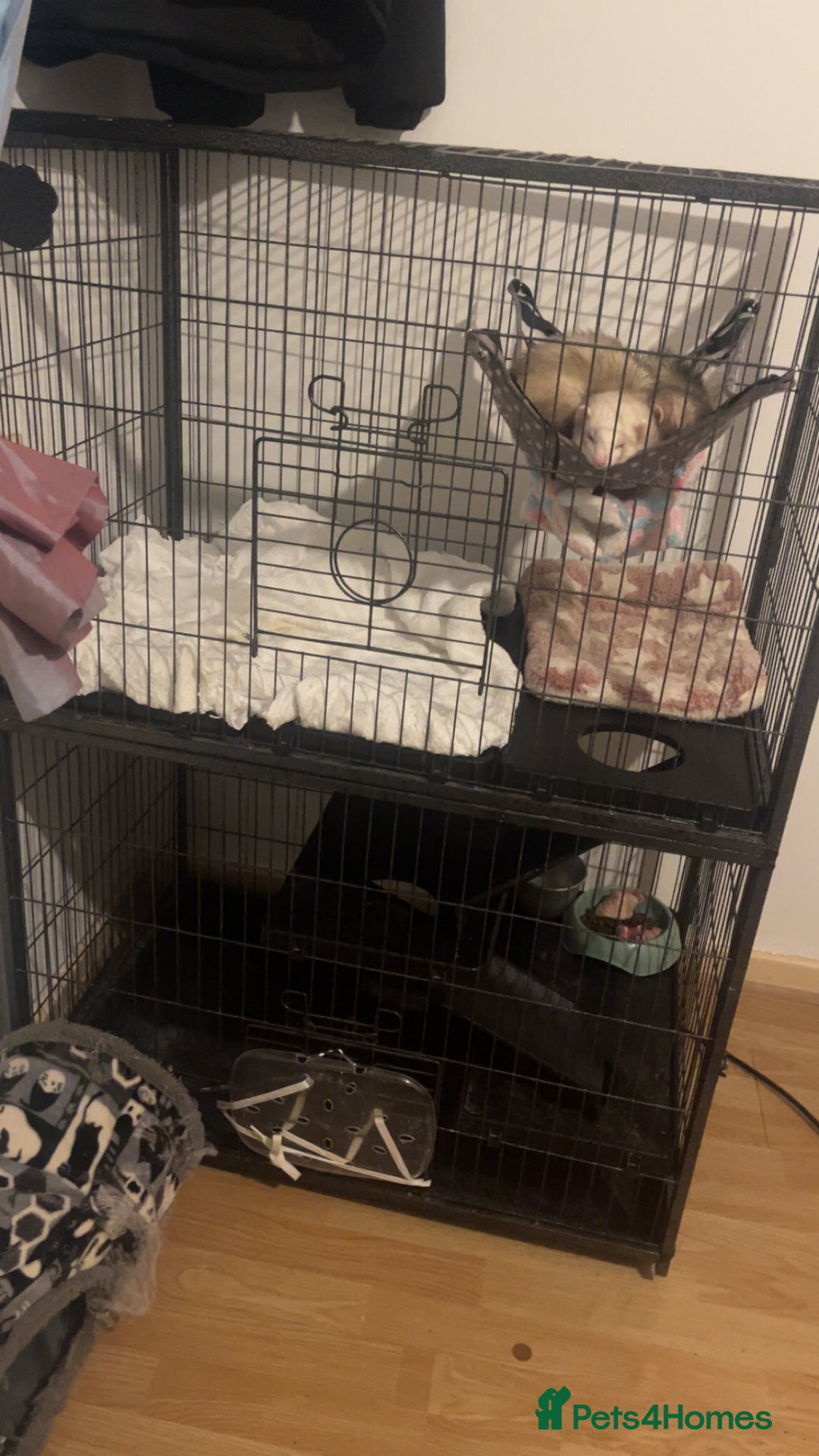 Mixed Breed rodents for sale: Ferrets  - Advert 3