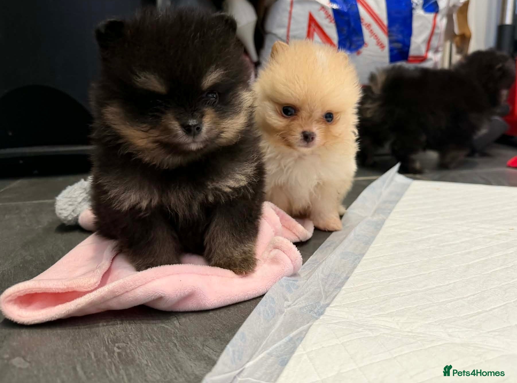 Pomeranian dogs Beautiful, Small and Joyful Pomeranian Puppies ❤️ - Advert 4