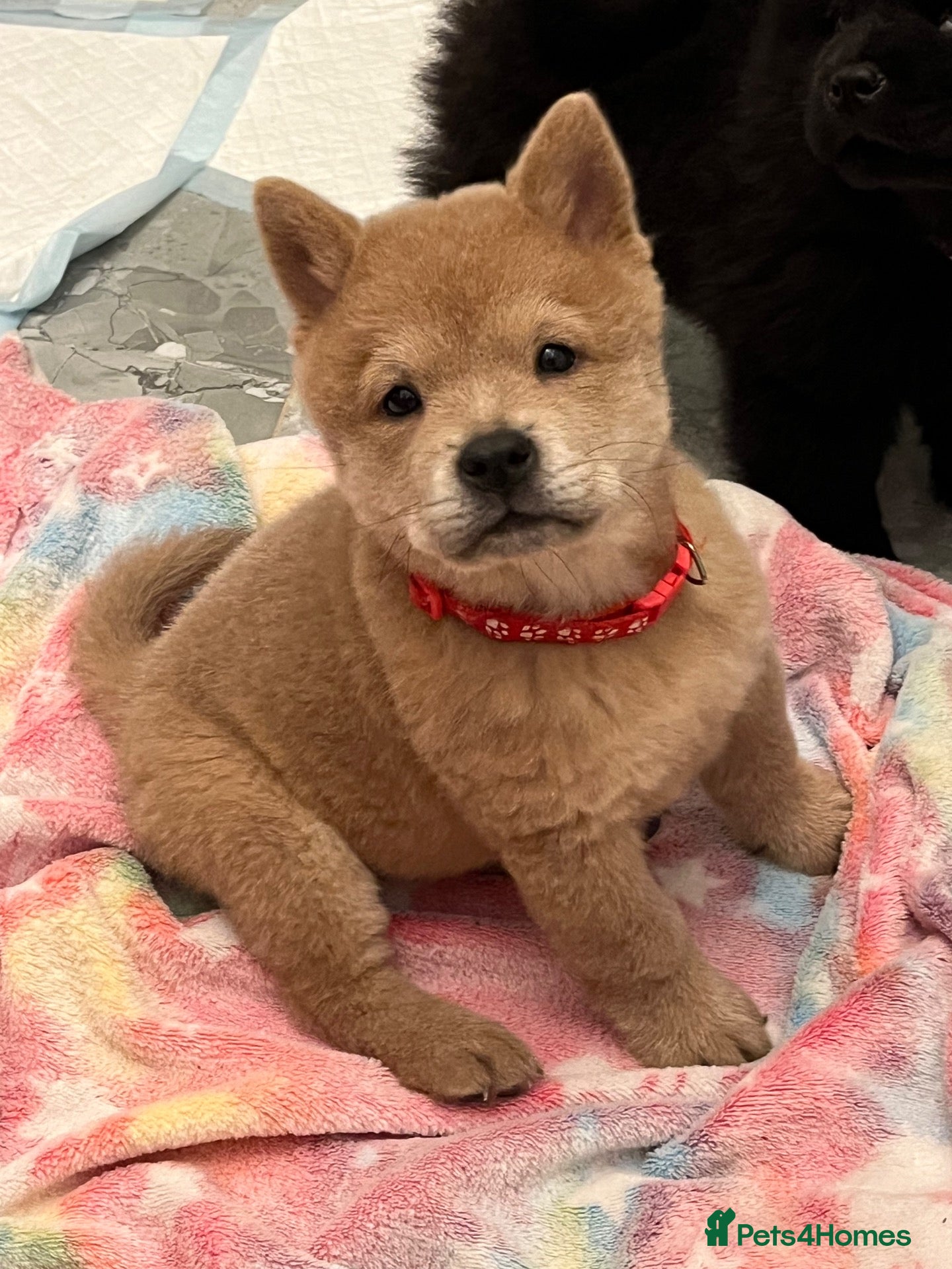 Chow Chow dogs Chows ready and reduced  !!! - Advert 13