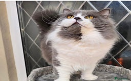 British Longhair cats for sale: Quadruple Grand Champion British Longhair Male - Image 2