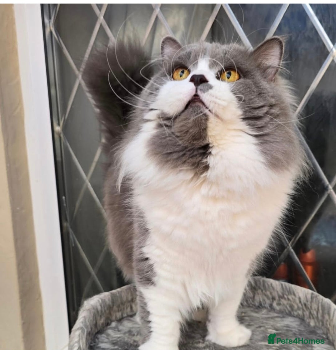 British Longhair cats for sale: Quadruple Grand Champion British Longhair Male - Image 2
