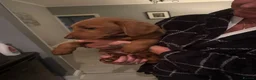 Labradoodle dogs for sale: Beautiful Labradoodle Pups - ready now!  - Advert 8
