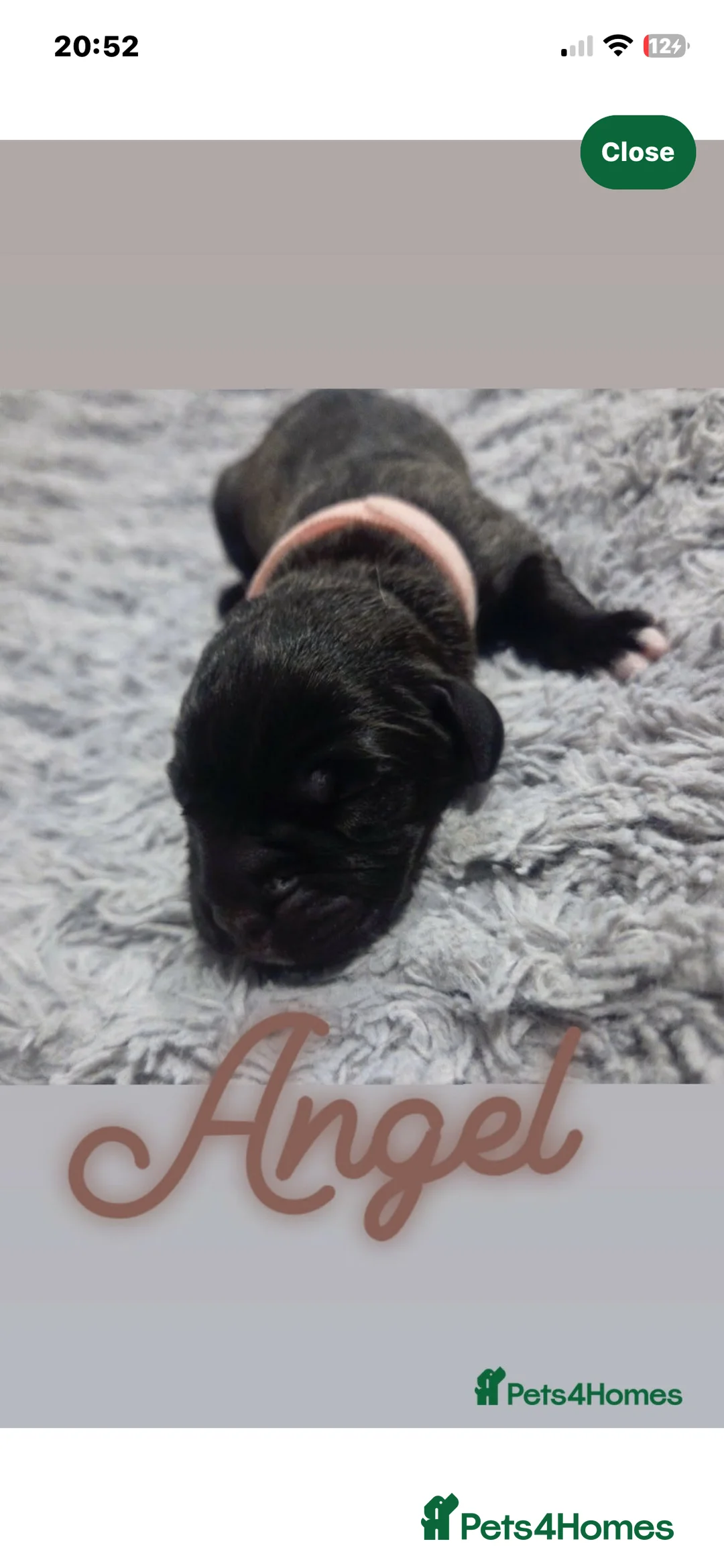 Mixed Breed dogs for sale: Angel the cane x canario  - Advert 3