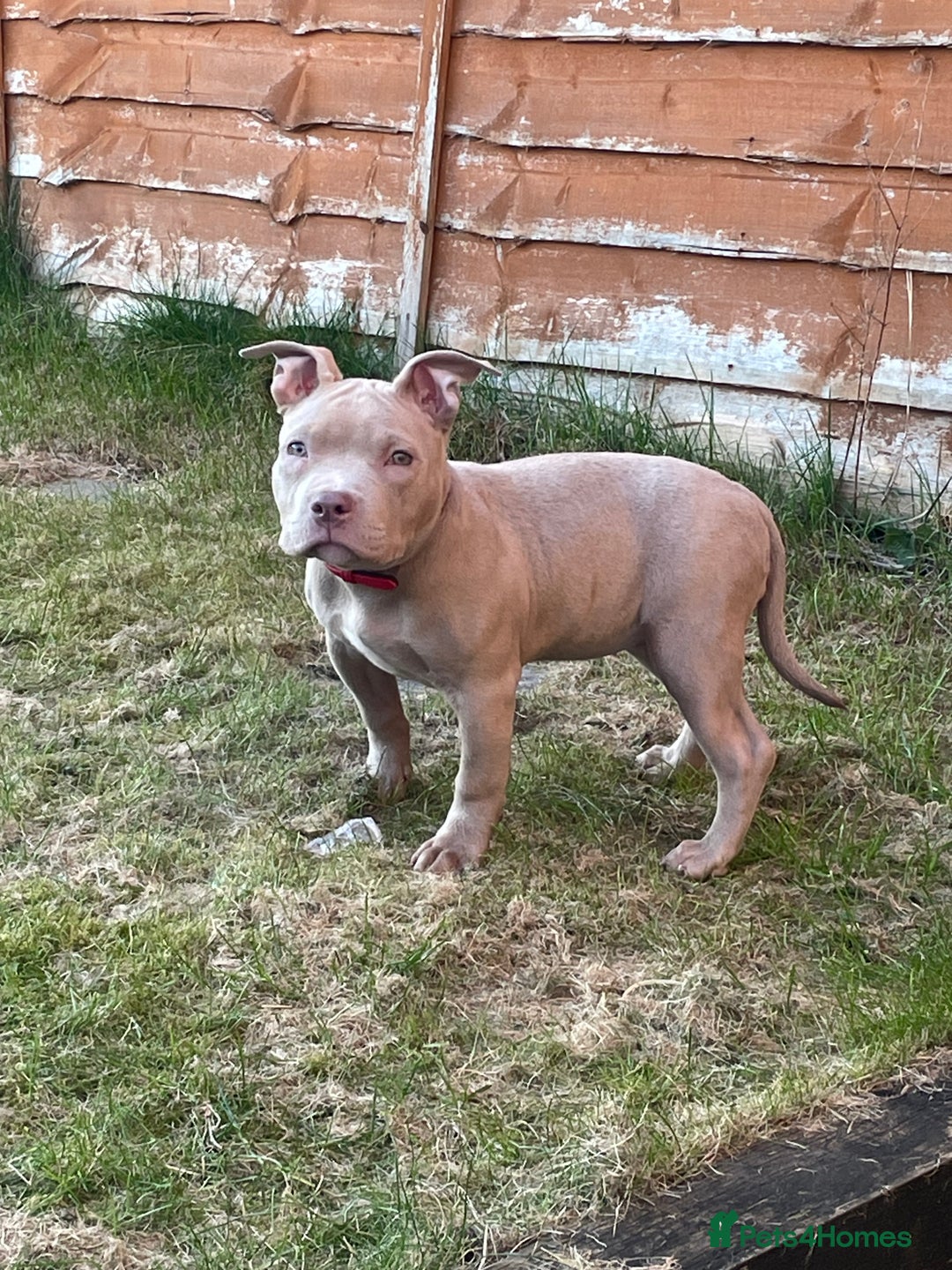 Red Nose Blue Nose Pitbull American Pitbull Red Nose Blue Eyes Red