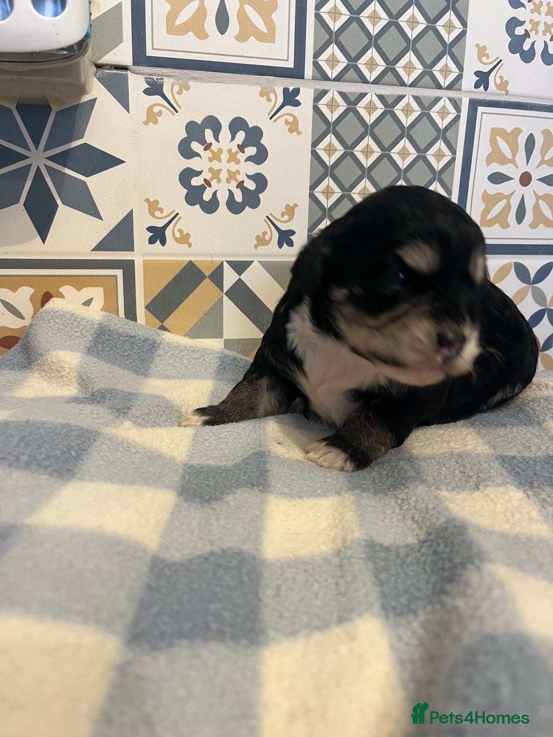 Maltipoo dogs for sale: Maltipoo puppies ready 8th January - Advert 7