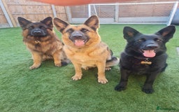 German Shepherd dogs for sale: German shepherd pedigree puppies- four weeks old. - Image 2