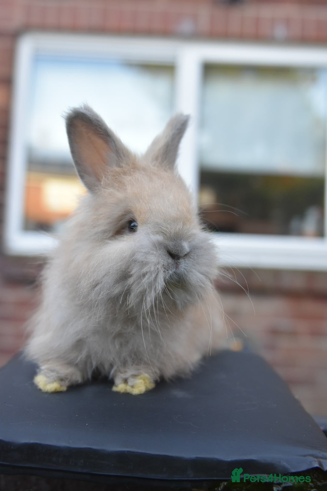 Angora rabbits for sale: French Imported Pedigree English Angoras - Advert 20