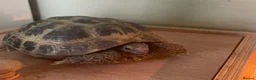 Tortoise reptiles for sale: Horsefield Tortoise  - Advert 1
