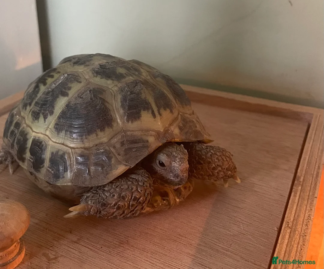 Tortoise reptiles for sale: Horsefield Tortoise  - Advert 1