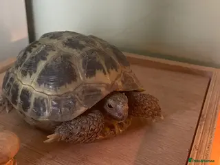 Tortoise reptiles Horsefield Tortoise - Advert 1