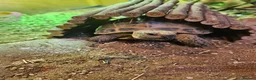 Tortoise reptiles for sale: Horsfield Tortoise age 6 - Advert 2