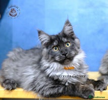 Maine Coon cats - Advert 4