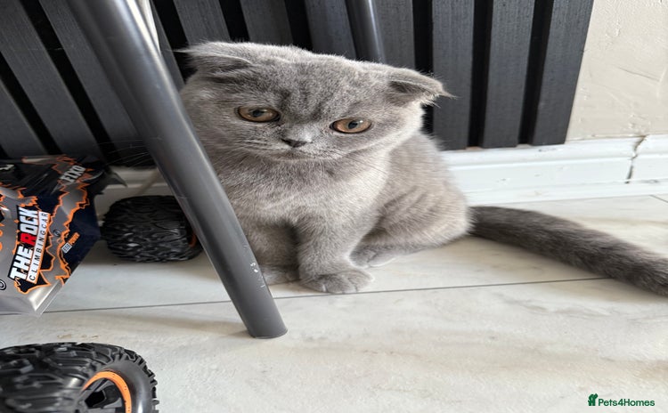 British Shorthair cats in Heckmondwike - Advert 7