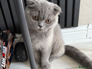 British Shorthair cats in Heckmondwike - Advert 22