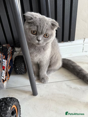British Shorthair cats in Heckmondwike - Advert 1