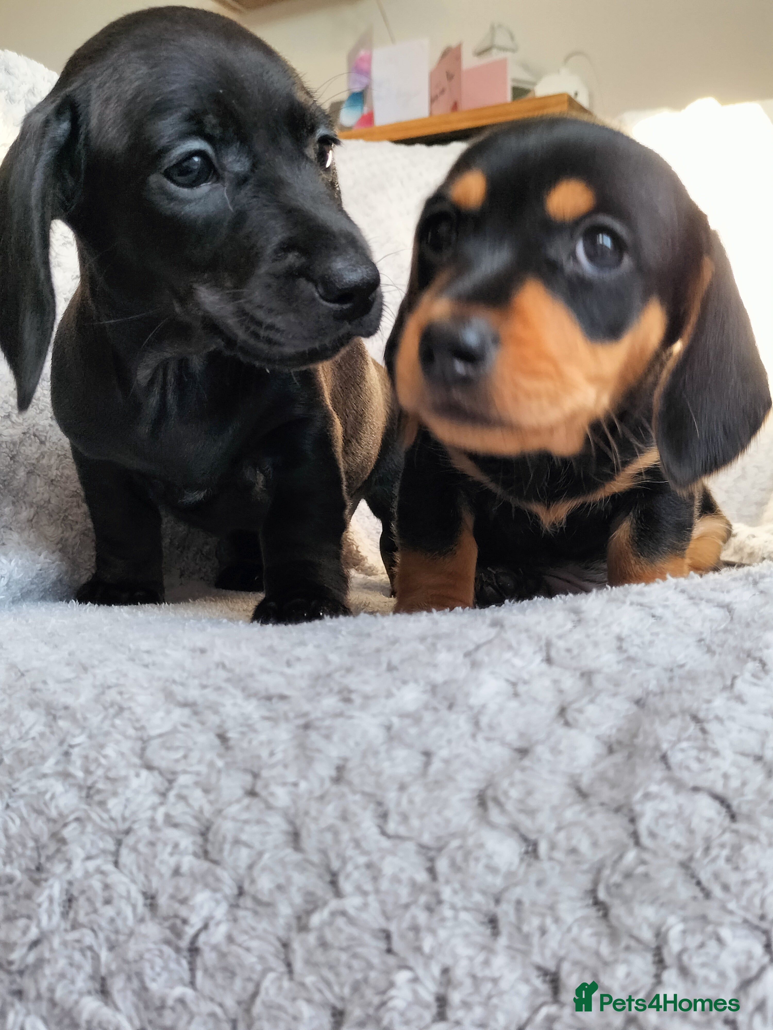 Miniature Dachshund dogs Beautiful miniature dachshunds 😊 - Advert 3