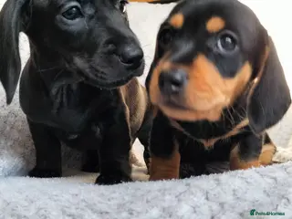 Miniature Dachshund dogs Beautiful miniature dachshunds 😊 - Advert 3