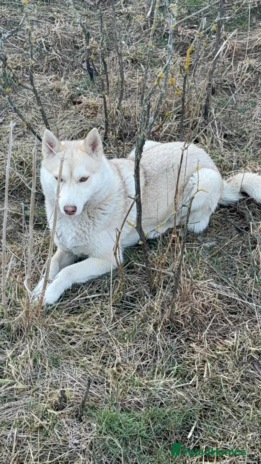 Siberian Husky dogs for adoption: 🐾 LUNA – Female Husky 🐾 in West Malling - Advert 2